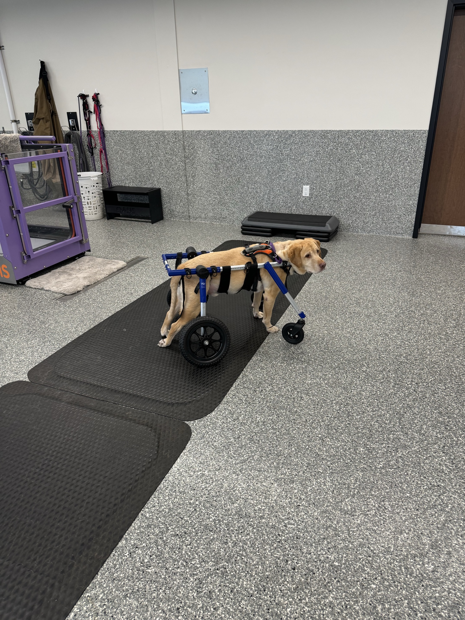 Yellow Lab in mobility support cart — palliative care