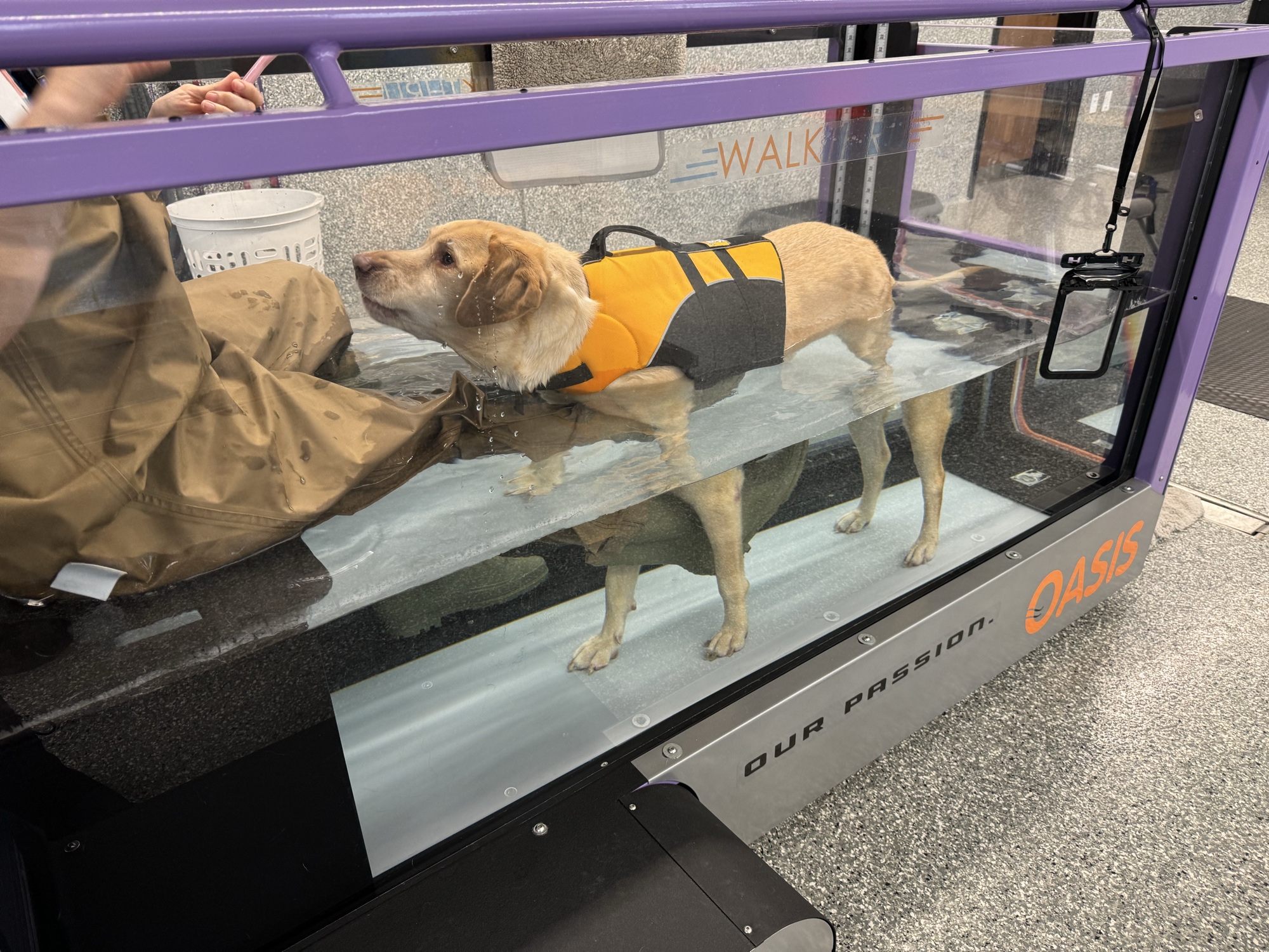 Dog in OASIS underwater treadmill — hydrotherapy