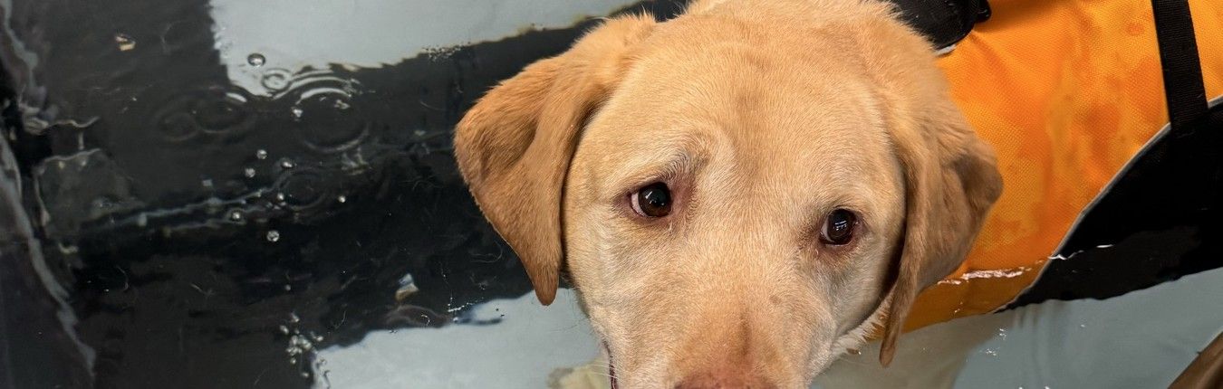 Yellow Labrador in swim therapy