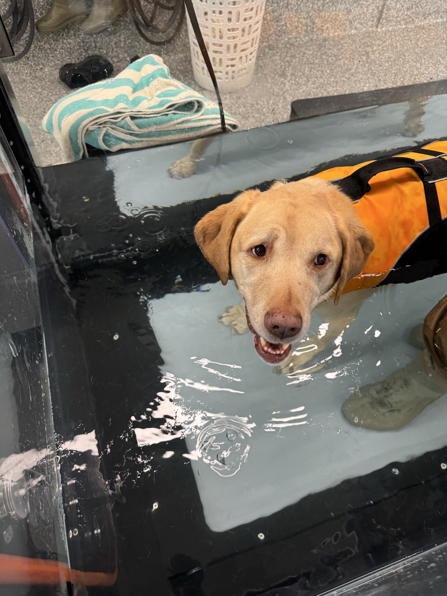 Yellow Labrador in pool swim therapy with life vest