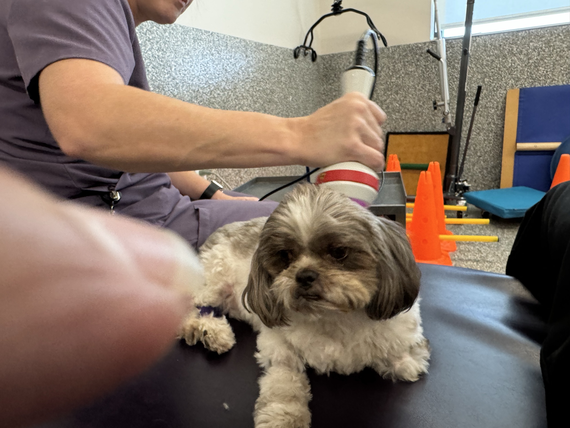 Laser therapy session on small canine patient