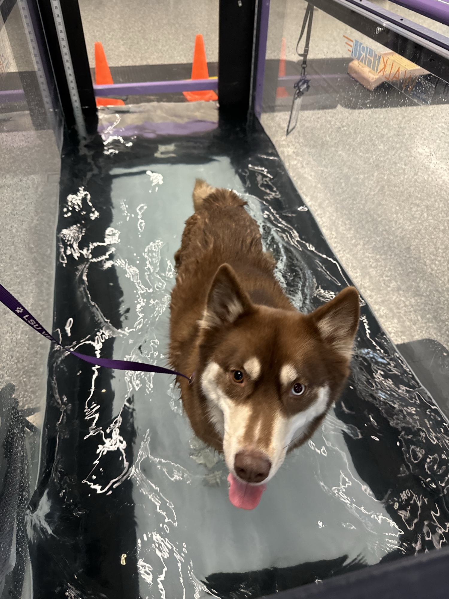 Husky in hydrotherapy treadmill — TCVM integrated care