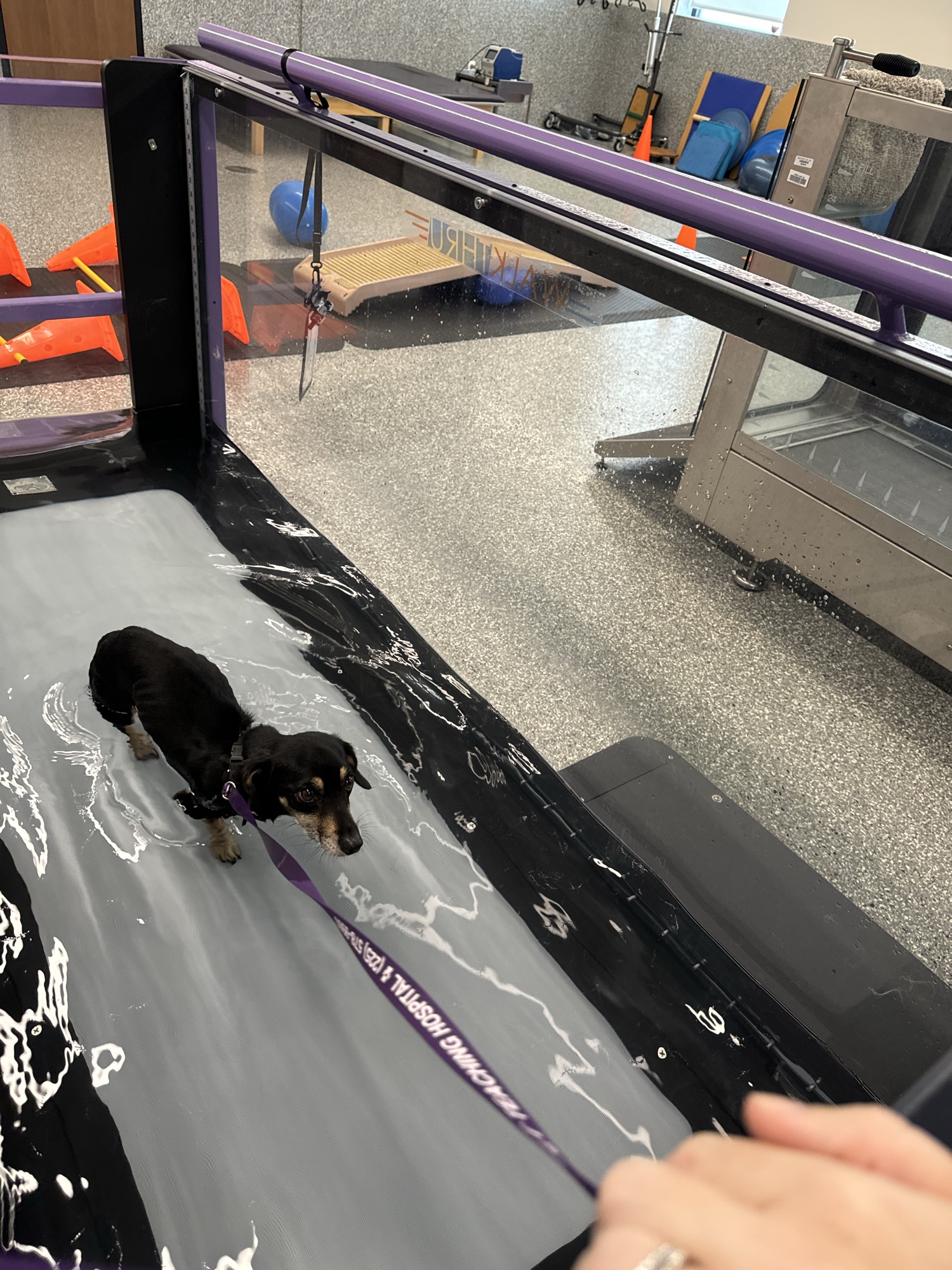 Small Dachshund in hydrotherapy — herbal integrated care