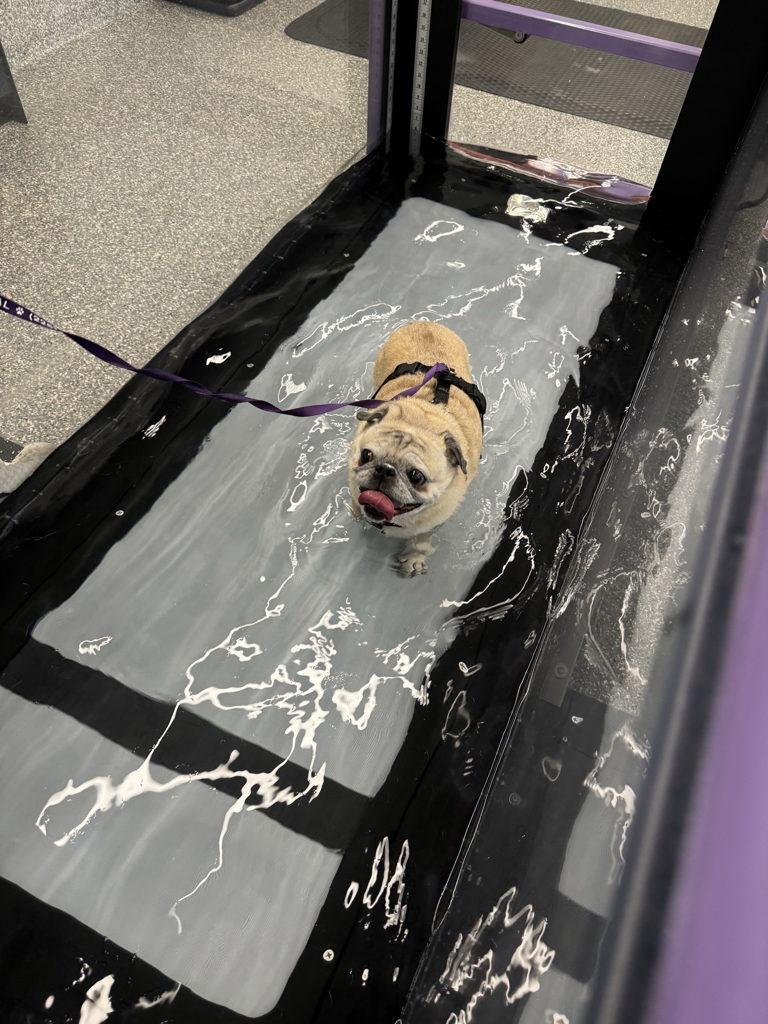 Pug in underwater treadmill — hydrotherapy session