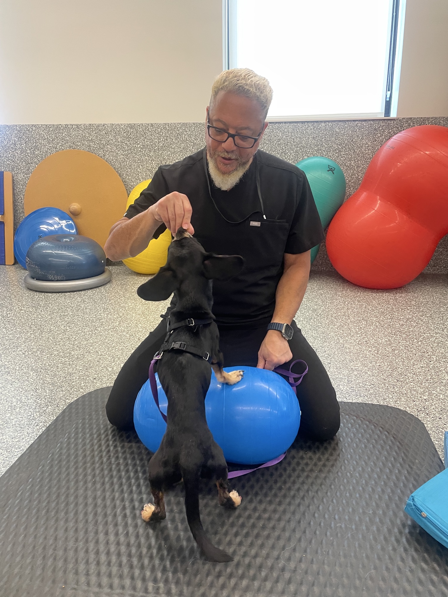 Canine rehabilitation session — balance ball therapy