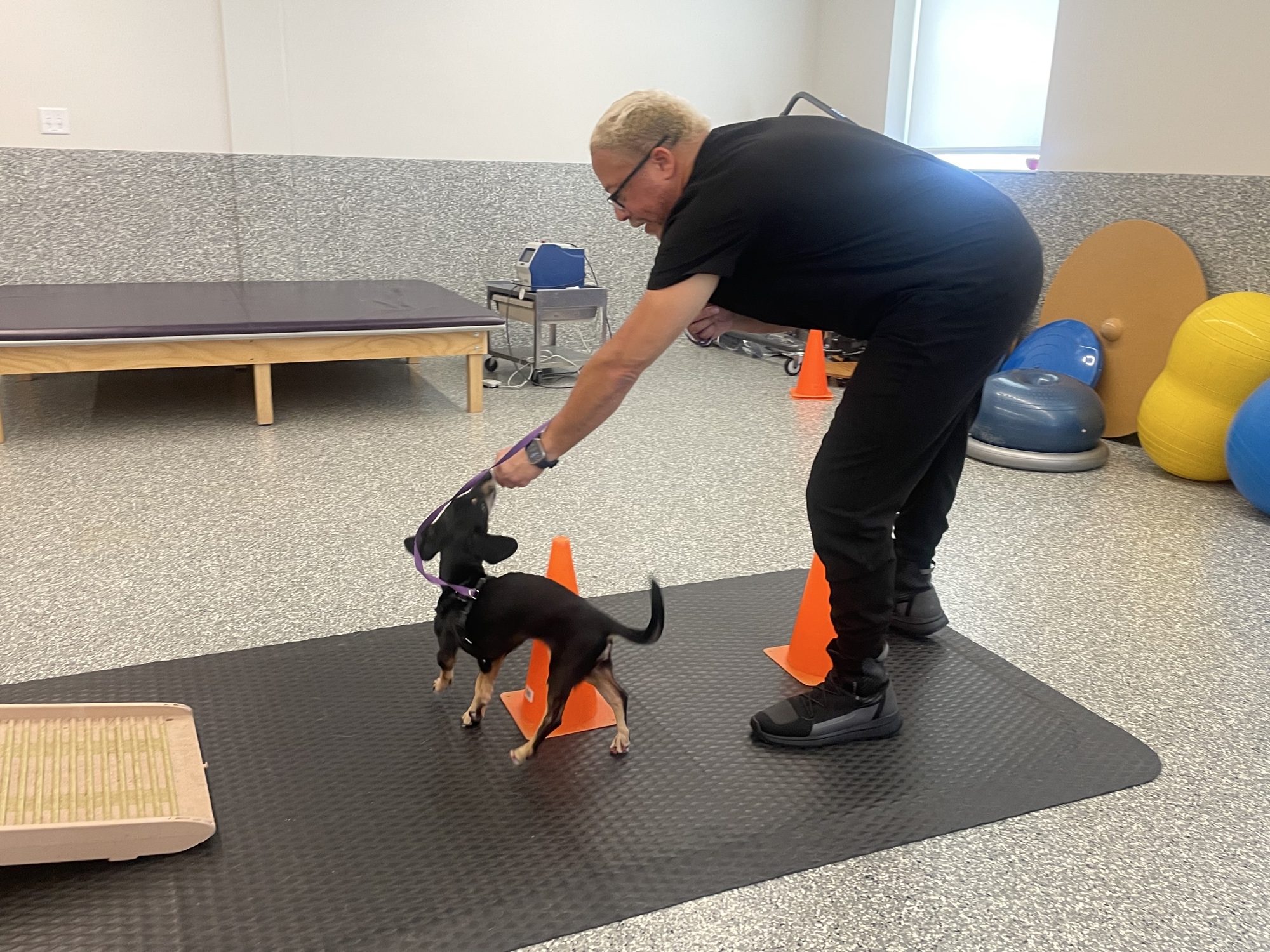 Dachshund navigating cone slalom — coordination rehabilitation